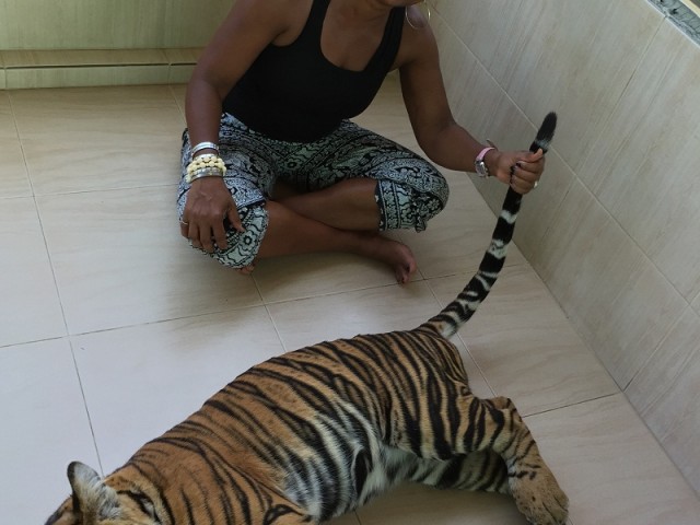 Grab a tiger by the tail!